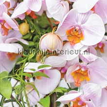 Orchideeen fototapeten ML236 Wallpaper Queen Behang Expresse